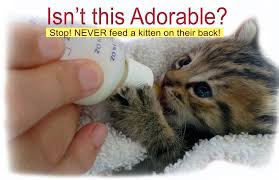 The Silent Threat: Kitten Aspiration Pneumonia