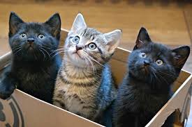 Headline: Give a Gift, Save a Life: How Our Gift Registry Supports Kitten Rescue