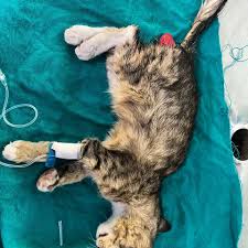 Rectal Prolapse: Kitten Owners’ Must-Know Guide