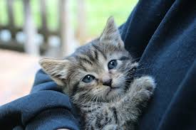 Kitten Fosters: Essential Duties for a Joyful Experience
