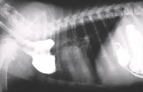 Vascular Ring Anomaly: Understand Kitten Risks