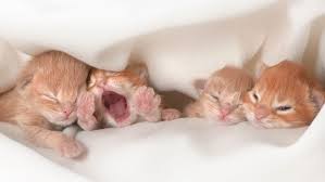 The Mystery of Atresia Ani in Kittens