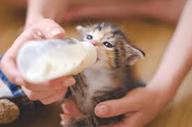 Orphaned Kittens: Effortless Care Guide