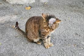 Kittens: Effortless Ringworm Solutions