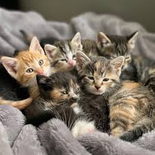 Navigating Kitten Weaning: Simple Steps for Success