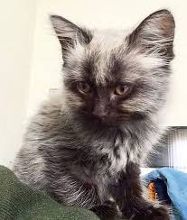 Fever Coat Kittens: Stunning, Rare, and Adorable!