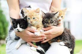 Fostering Kittens: Your Guide to Becoming an Extraordinary Kitten Foster