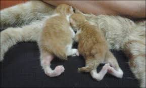 Twisted Kitten Legs: Effortless Care Guide