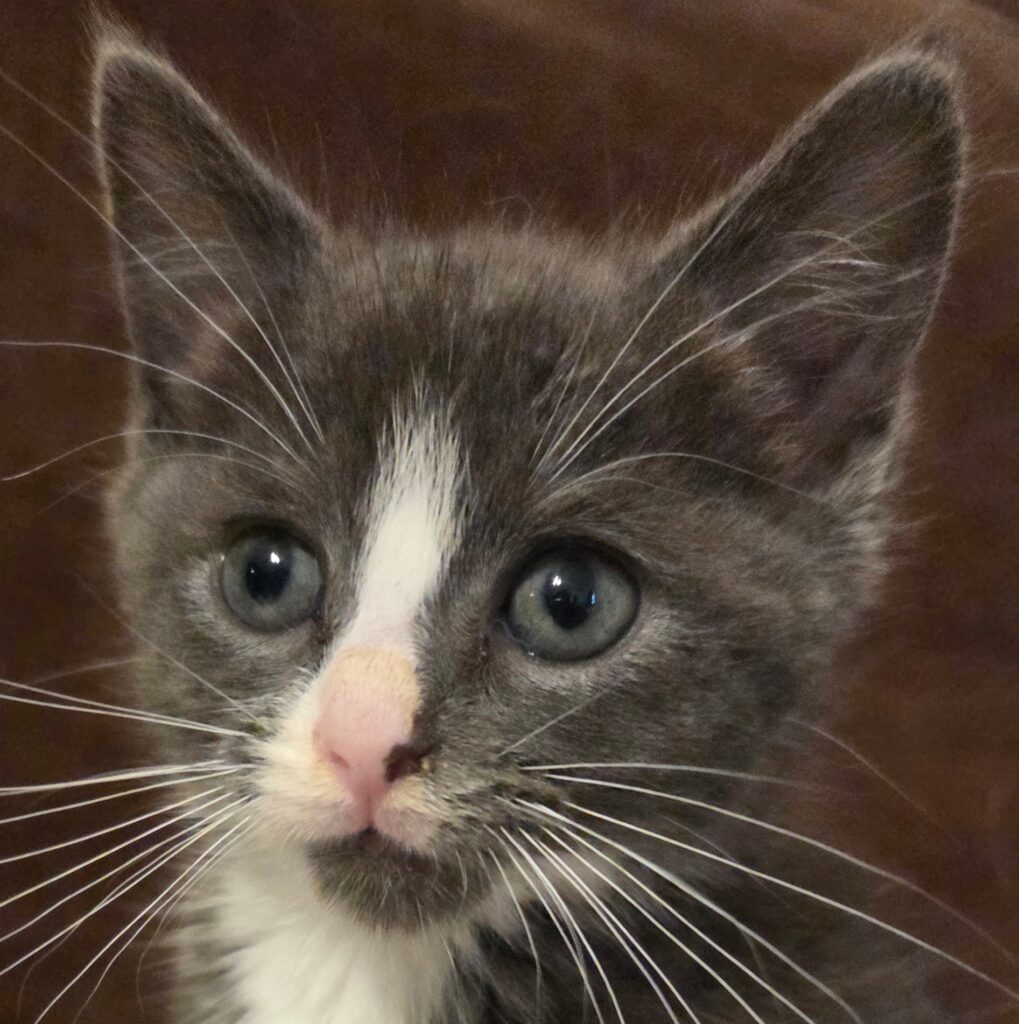 Winston