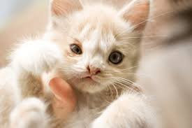 Cleft Palate Kitten Care: Compassionate and Best