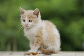 Panleukopenia: Spotting Deadly Feline Symptoms