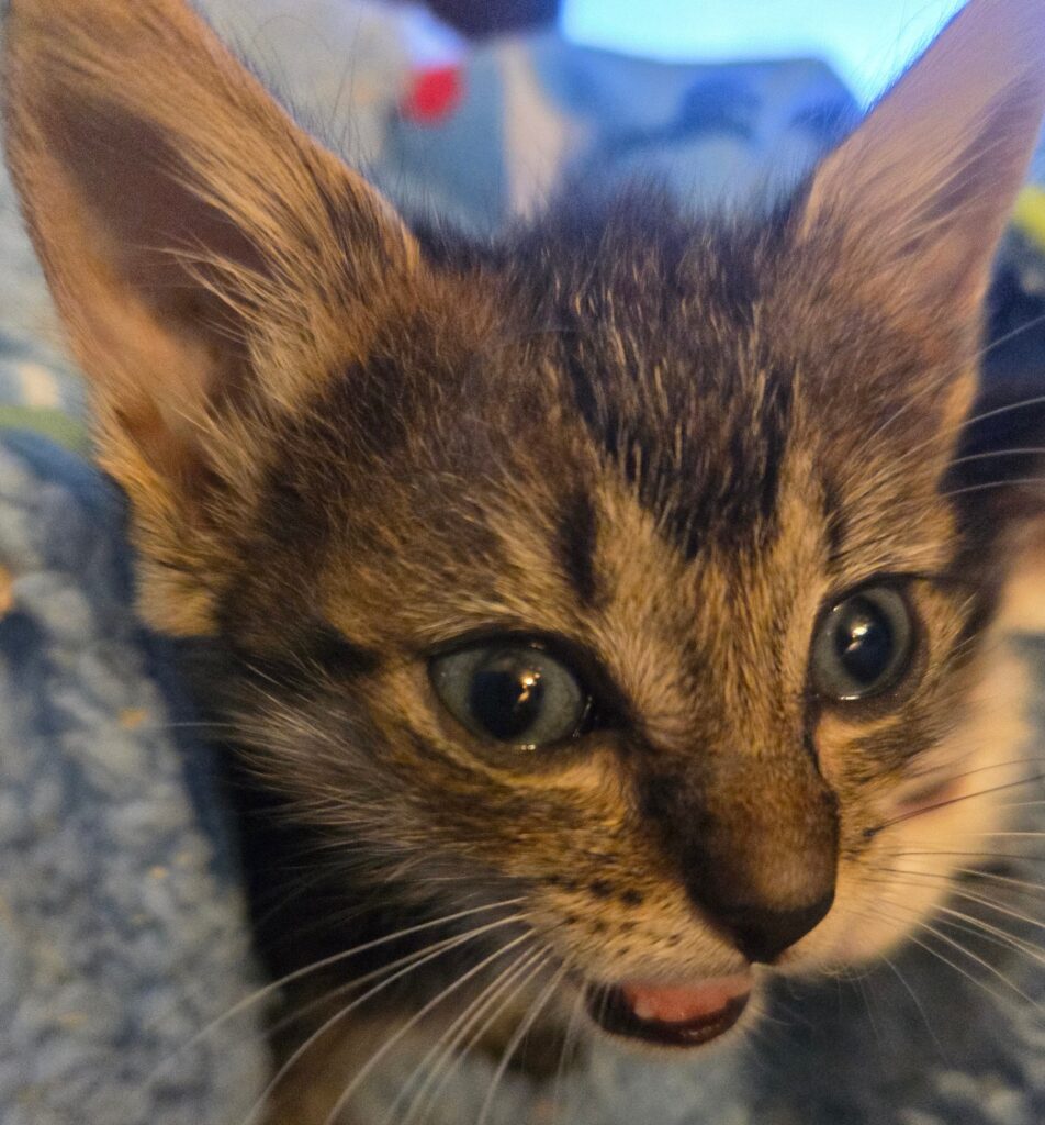 Bella.jpg