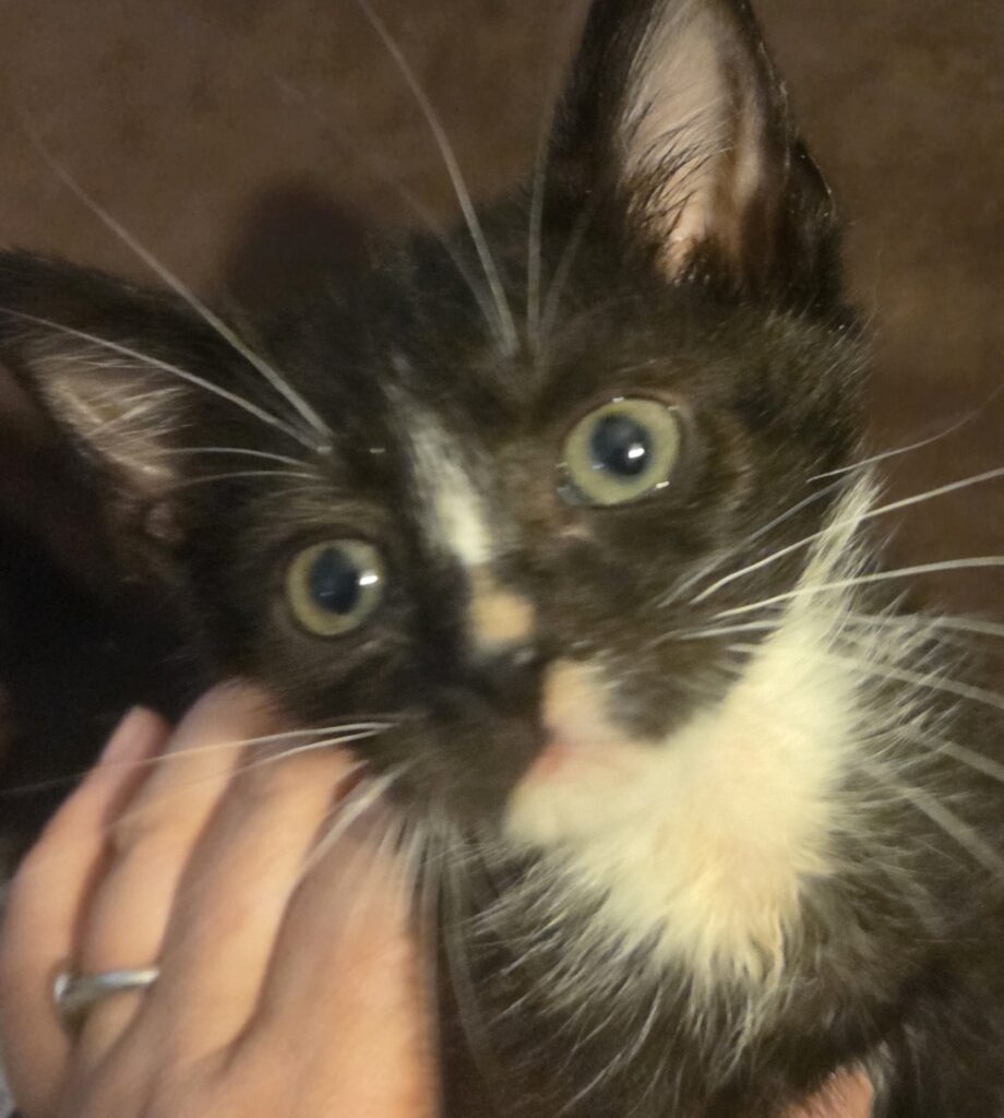 Mittens.jpg