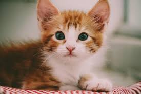 Kitten Photos: Adorable Tips for the Best Shots