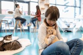 Foster Kittens: Effortless Adoption – Expert Guide