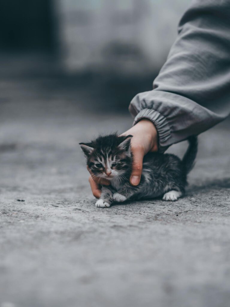 Photo by kemran kurbanov