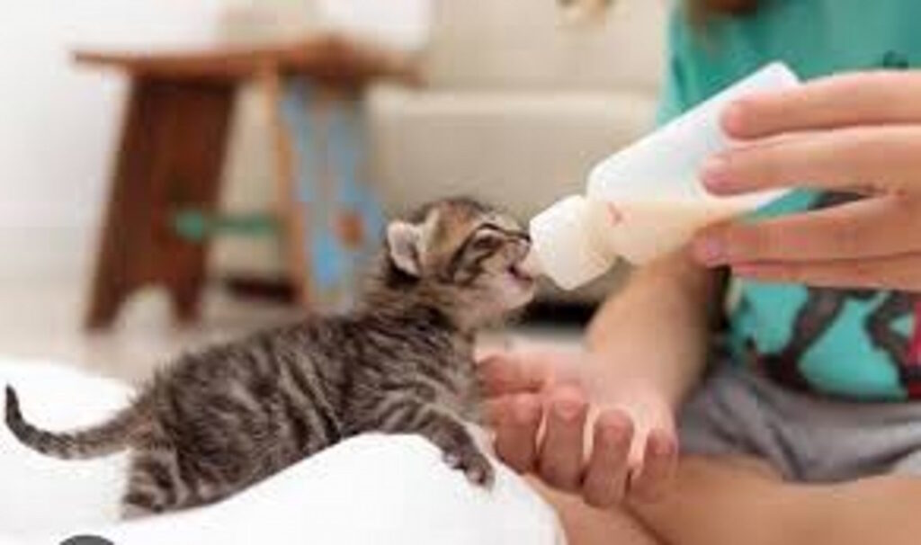 Bottle baby
