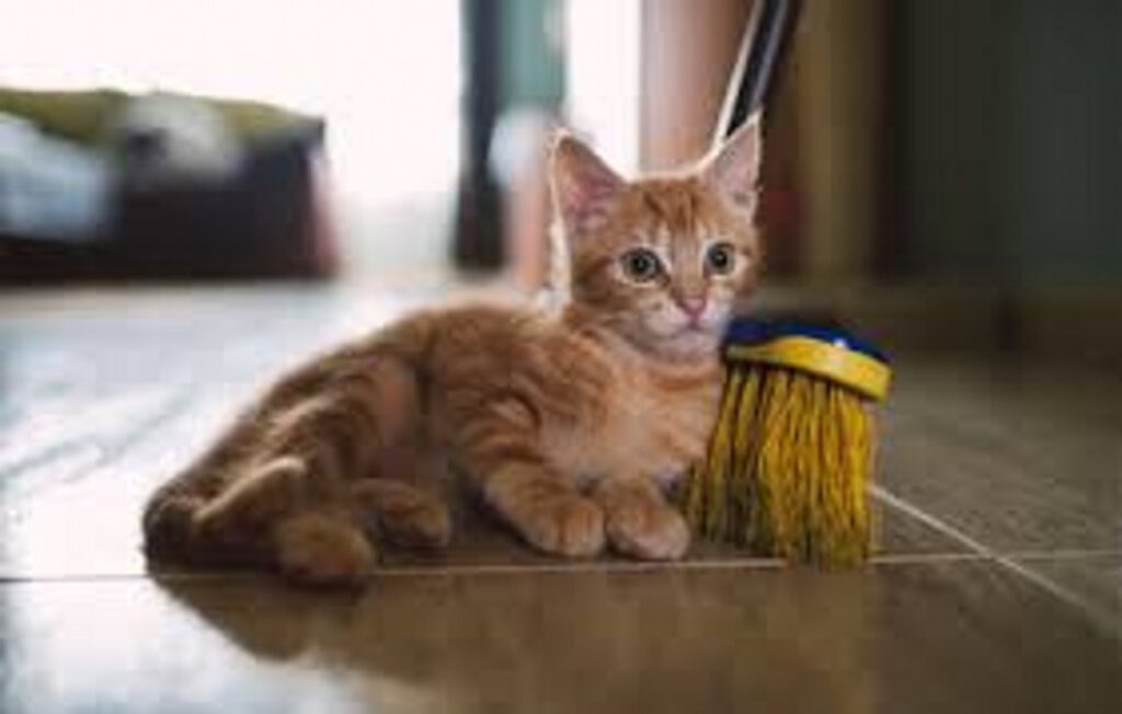 Cat with broom