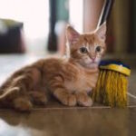Cat with broom