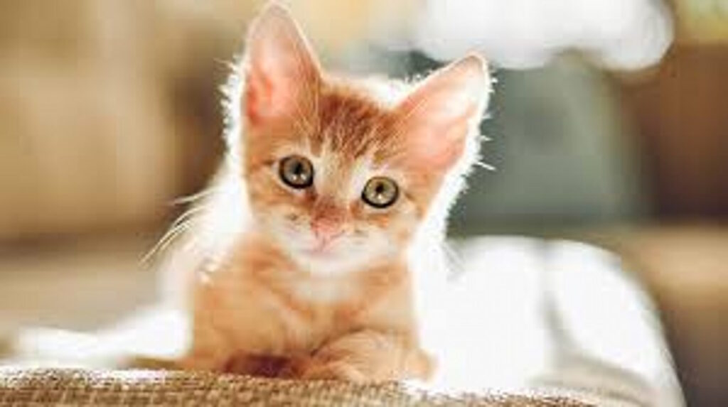 Cute orange tabby