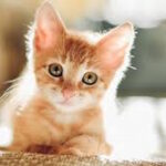 Cute orange tabby