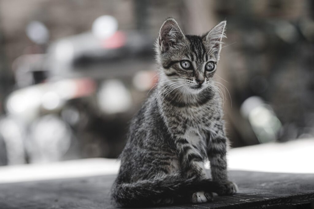 cat, kitten, feline, fur, mammal, animal, kitty, tamed, pet, nature, cute, adorable, portrait