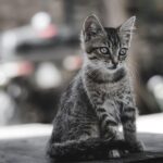 cat, kitten, feline, fur, mammal, animal, kitty, tamed, pet, nature, cute, adorable, portrait
