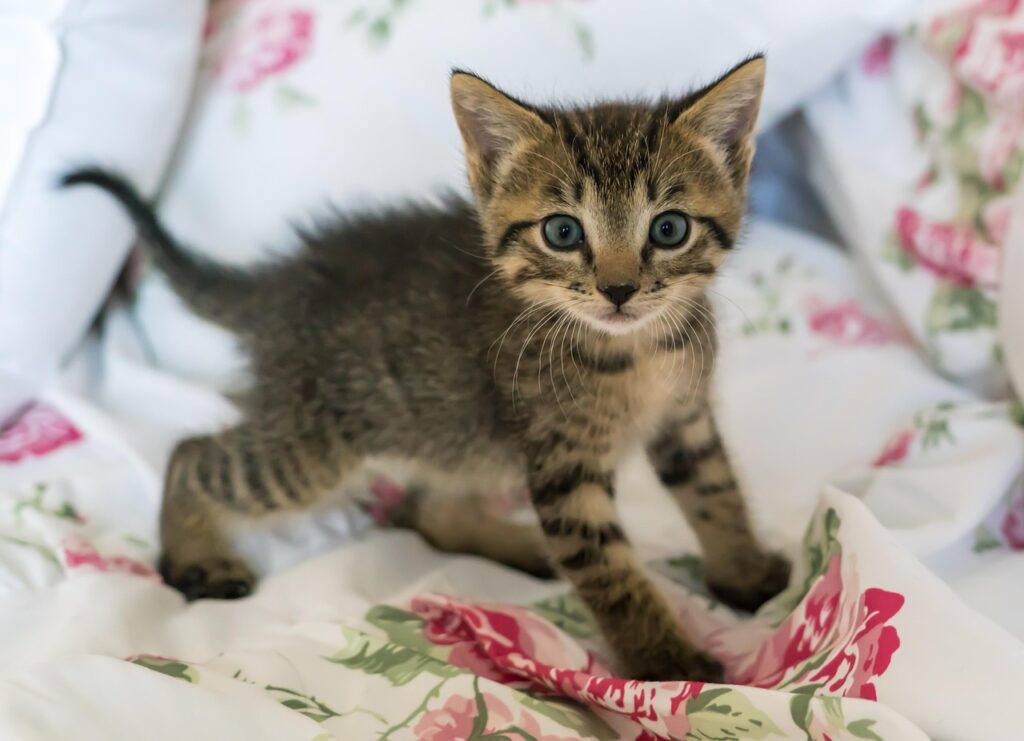 Foster kitten health