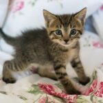 Foster kitten health
