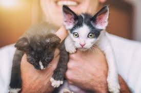 Adopt Kittens: Best Reasons for a Pair!