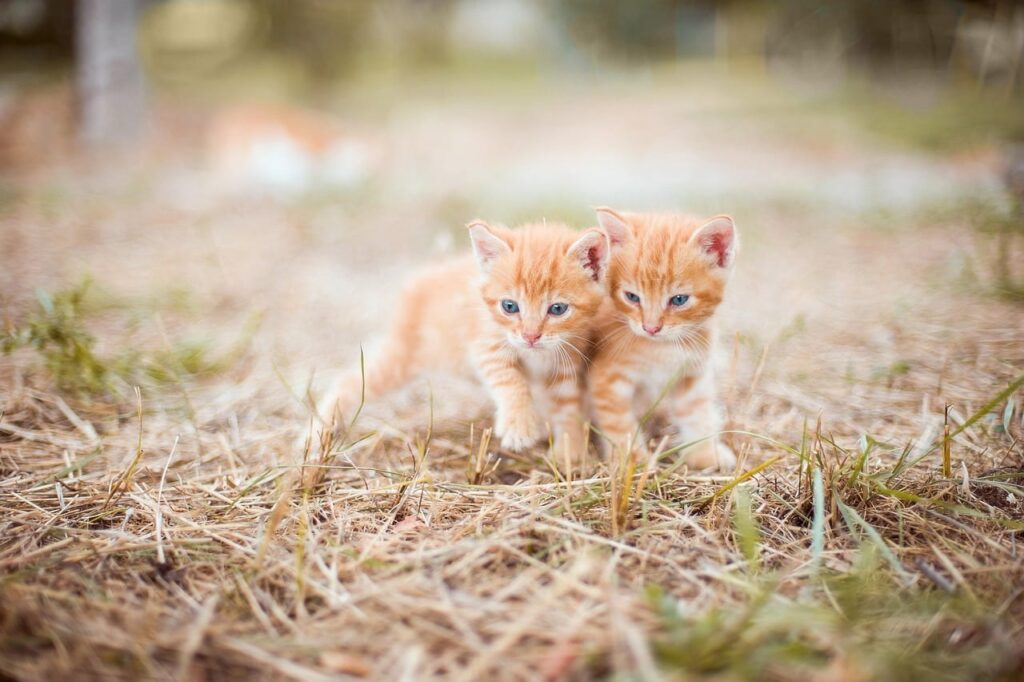 Kitten 4018756 1280