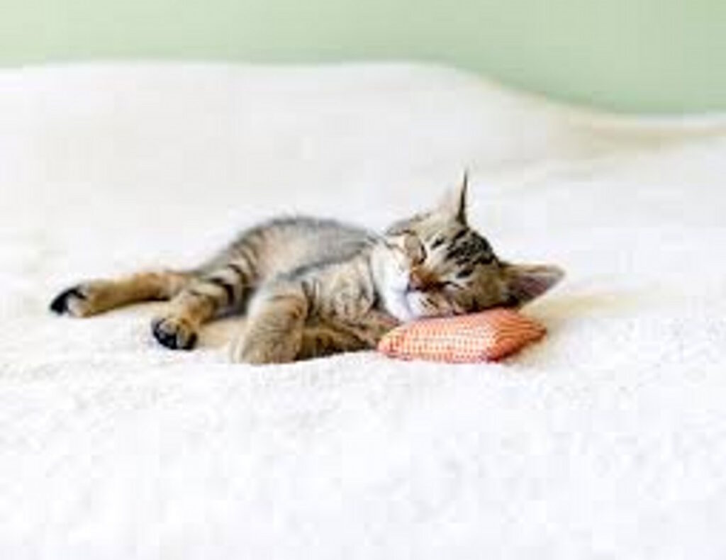 Kitten sleeping