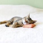 Kitten sleeping