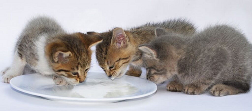 Kittens drinking milk