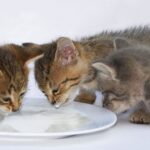 Kittens drinking milk