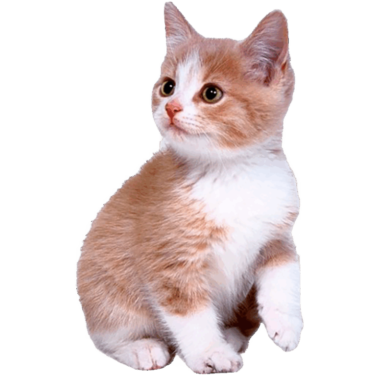 One kitten