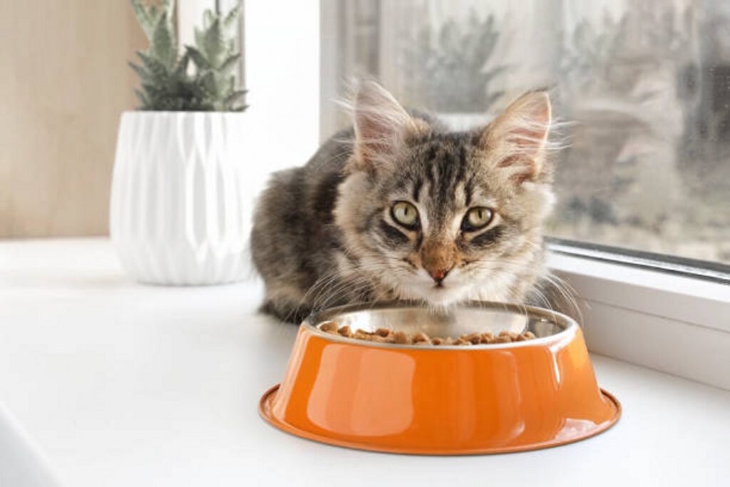 Tabby with orange bowl