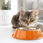 Tabby with orange bowl