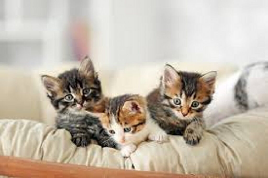 Three kittens