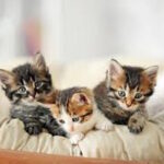 Three kittens