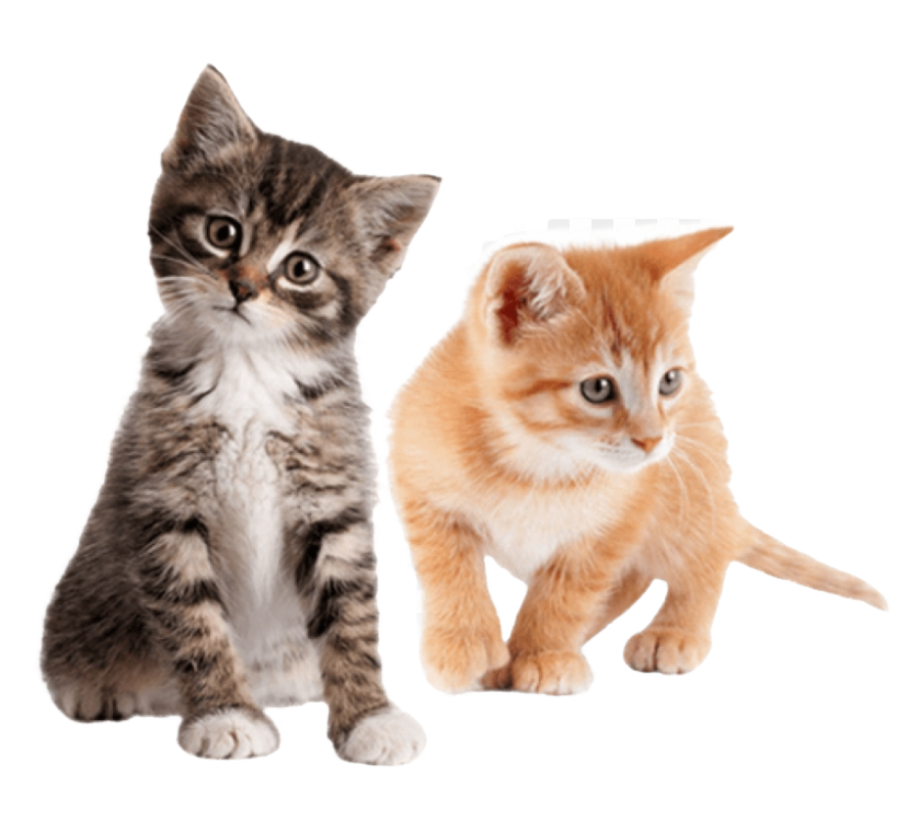 Two kittens