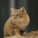 animal, cat, mammal, feline, pet, species, nature, fauna, cute