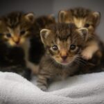 kittens, cats, feline, animals, macro, closeup, cute, adorable, babies, beautiful, nature, soft