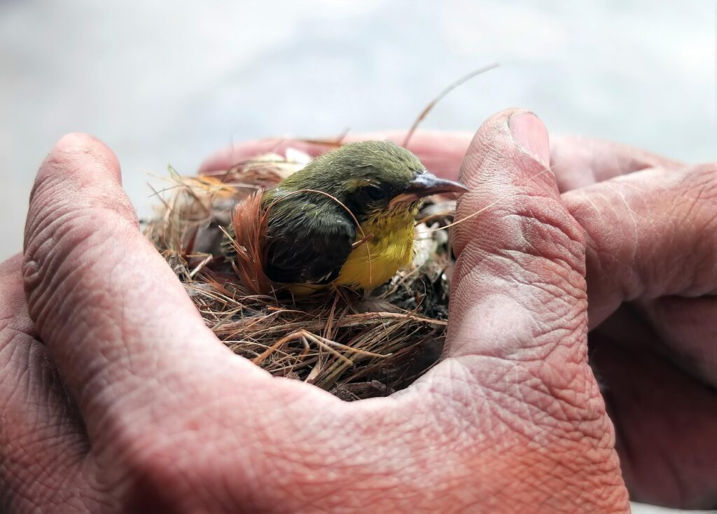 bird, flycatcher, ornithology, nature, species, fauna, avian, animal, wildlife, nest, rescue