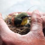 bird, flycatcher, ornithology, nature, species, fauna, avian, animal, wildlife, nest, rescue